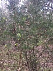 Melaleuca linearis acerosa