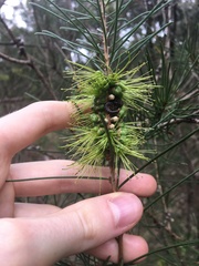 Melaleuca linearis acerosa