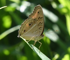 Junonia almana javana