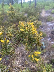Ulex australis