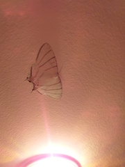 Urapteroides recurvata