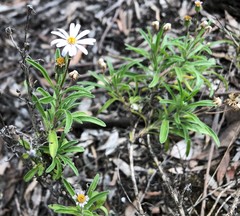 Olearia picridifolia