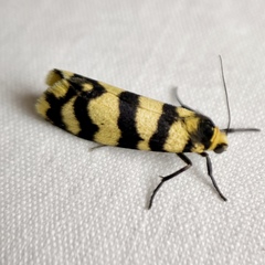 Scaptesyle equidistans