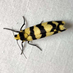 Scaptesyle equidistans