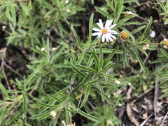 Olearia picridifolia