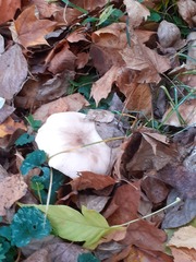 Clitocybe nebularis