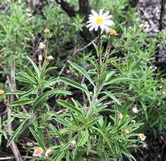 Olearia picridifolia