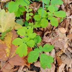 Chelidonium majus