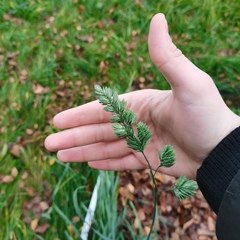 Dactylis glomerata