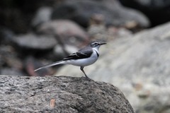 Motacilla clara