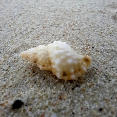 Bursidae