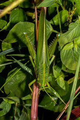 Chondracris