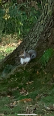Sciurus carolinensis