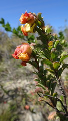 Hermannia ternifolia