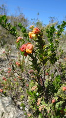 Hermannia ternifolia