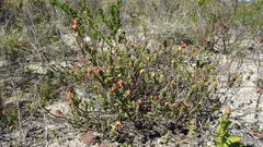 Hermannia ternifolia