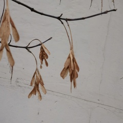 Acer negundo