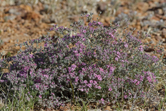 Frankenia serpyllifolia