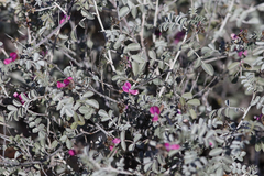 Indigofera leucotricha