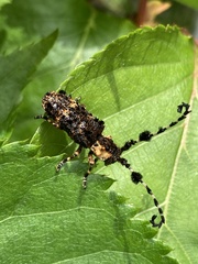 Cloniocerus aureovittatus