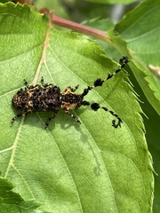 Cloniocerus aureovittatus
