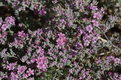 Frankenia serpyllifolia