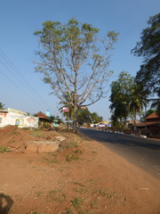 Ailanthus excelsa