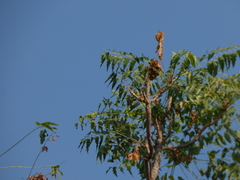Ailanthus excelsa
