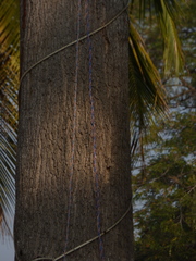 Ailanthus excelsa