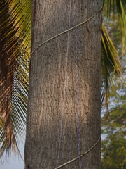 Ailanthus excelsa