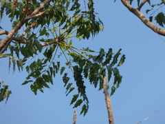 Ailanthus excelsa