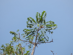 Ailanthus excelsa