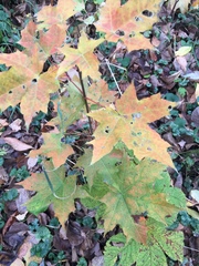 Acer platanoides