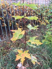 Acer platanoides