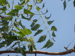 Ailanthus excelsa