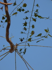 Ailanthus excelsa