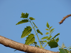 Ailanthus excelsa