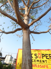 Ailanthus excelsa