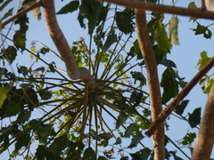 Ailanthus excelsa