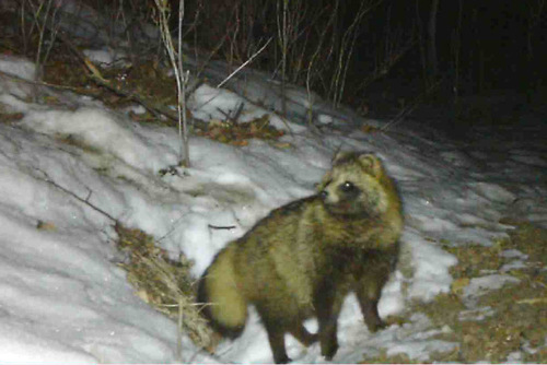 Mainland Raccoon Dog
