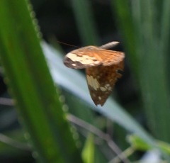 Cupha erymanthis lotis