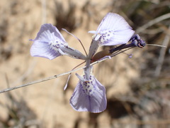 Moraea cuspidata