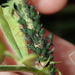 Japanese Vetch Aphid - Photo (c) Thomas Mesaglio, some rights reserved (CC BY), uploaded by Thomas Mesaglio