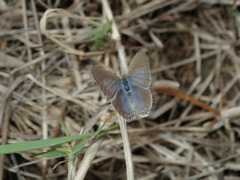 Zizina otis labradus