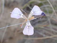 Moraea cuspidata