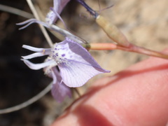 Moraea cuspidata