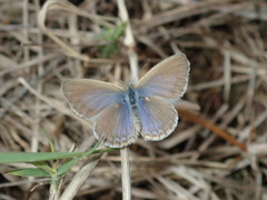 Zizina otis labradus