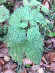 Urtica dioica