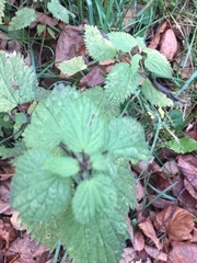 Urtica dioica