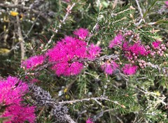 Melaleuca wilsonii